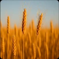 Wheat